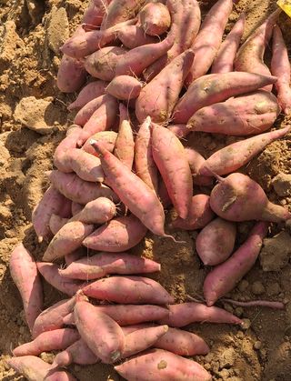 윤영숙소화데레사님의 고구마 · 자유게시판 작성글 사진