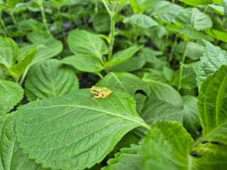 준영농장 출석왕.님의 자유주제 · 자유게시판 작성글 사진