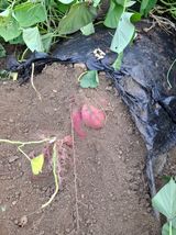 팜모닝 자유주제·자유게시판 게시글 이미지