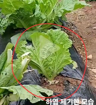 뚝방님의 농사, 무엇이든 물어보세요! · 참여글 작성글 사진