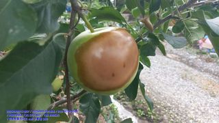 주당김농부님의 농사, 무엇이든 물어보세요! · 참여글 작성글 사진