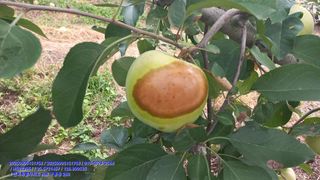 주당김농부님의 농사, 무엇이든 물어보세요! · 참여글 작성글 사진