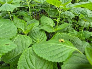 준영농장 출석왕.님의 자유주제 · 자유게시판 작성글 사진