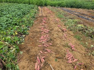 _고성농장님의 자유주제 · 자유게시판 작성글 사진