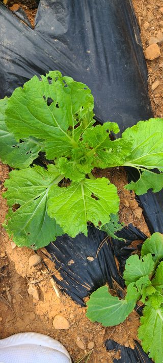 철우(이철우)님의 자유주제 · 자유게시판 작성글 사진