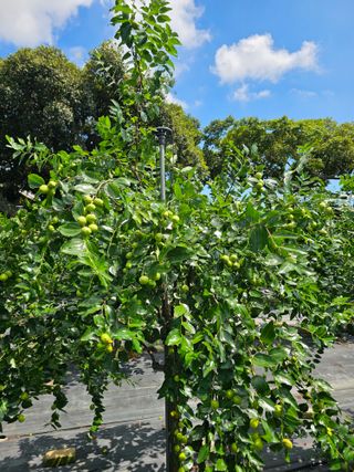 망운천지향토농원님의 자유주제 · 자유게시판 작성글 사진