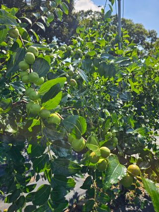 망운천지향토농원님의 자유주제 · 자유게시판 작성글 사진