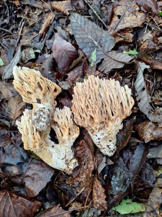 빠다코코넛님의 자유주제 · 자유게시판 작성글 사진