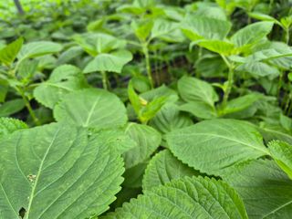 준영농장 출석왕.님의 자유주제 · 자유게시판 작성글 사진