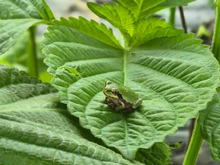 준영농장 출석왕.님의 자유주제 · 자유게시판 작성글 사진