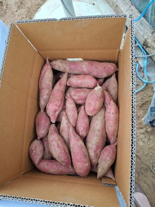 윤영숙소화데레사님의 자유주제 · 자유게시판 작성글 사진