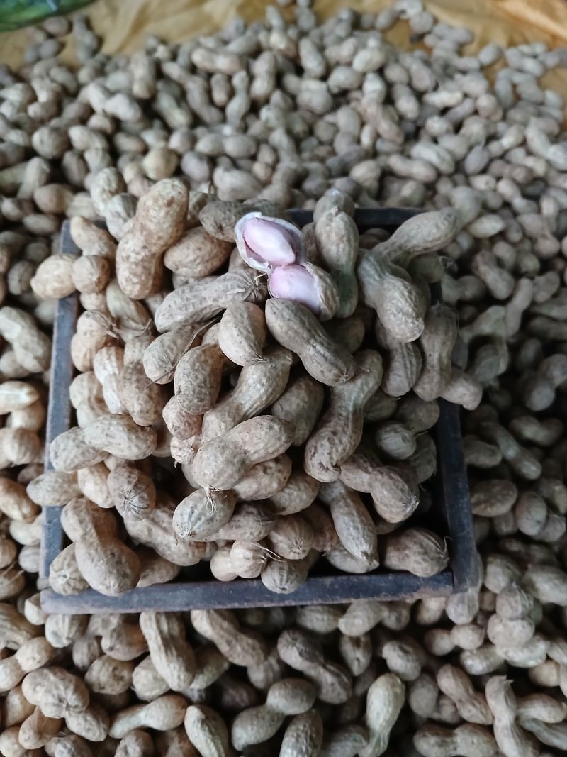 장터 상품 [땅콩] 썸네일