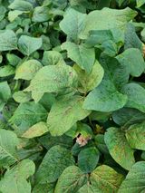 팜모닝 자유주제·자유게시판 게시글 이미지