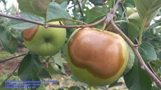 주당김농부님의 농사, 무엇이든 물어보세요! · 참여글 작성글 사진