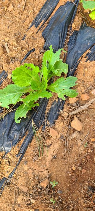 철우(이철우)님의 자유주제 · 자유게시판 작성글 사진