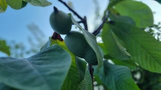 아침농원님의 자유주제 · 자유게시판 작성글 사진