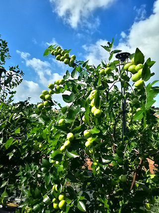 망운천지향토농원님의 자유주제 · 자유게시판 작성글 사진