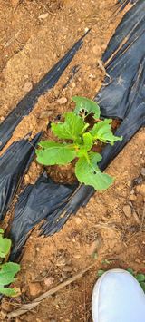 팜모닝 자유주제·자유게시판 게시글 이미지