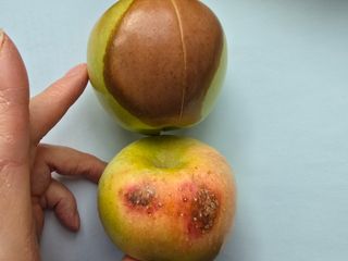 주당김농부님의 농사, 무엇이든 물어보세요! · 참여글 작성글 사진