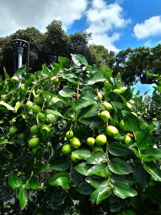 망운천지향토농원님의 자유주제 · 자유게시판 작성글 사진