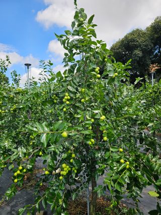 망운천지향토농원님의 자유주제 · 자유게시판 작성글 사진