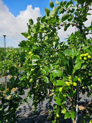 망운천지향토농원님의 자유주제 · 자유게시판 작성글 사진