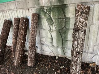 낙엽교목류17871님의 농사, 무엇이든 물어보세요! · 참여글 작성글 사진