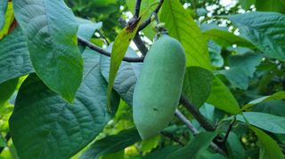 아침농원님의 자유주제 · 자유게시판 작성글 사진