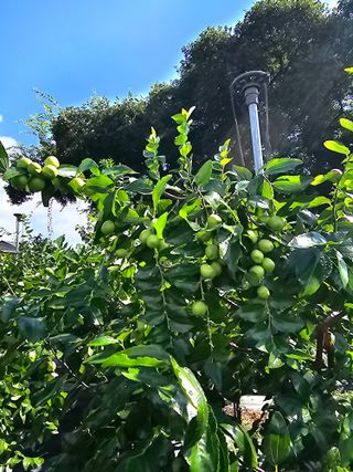 망운천지향토농원님의 자유주제 · 자유게시판 작성글 사진