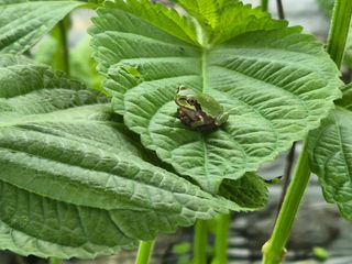 준영농장 출석왕.님의 자유주제 · 자유게시판 작성글 사진