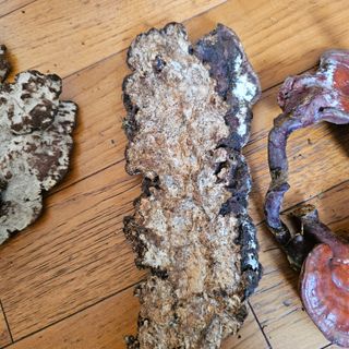 김정우님의 농사, 무엇이든 물어보세요! · 참여글 작성글 사진