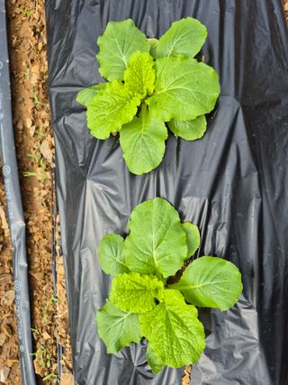엘림농장님의 자유주제 · 칭찬해요 작성글 사진