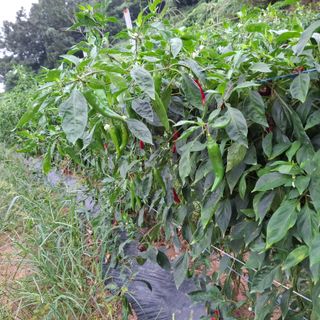 오영도님의 자유주제 · 자유게시판 작성글 사진