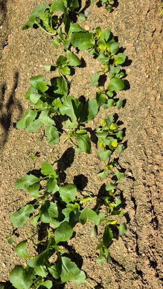 김경영님의 농사, 무엇이든 물어보세요! · 참여글 작성글 사진