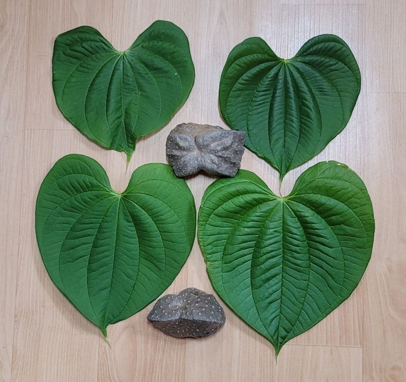 이용찬 열매마농원님의 장터 판매 상품 [수확한 햇열매마(하늘마) 3kg] 첨부 사진