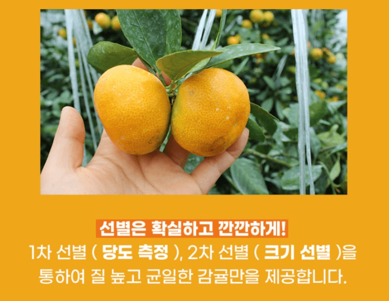 스피드번님의 장터 판매 상품 [제주직송 노지감귤] 첨부 사진