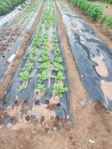 팜모닝 자유주제·자유게시판 게시글 이미지