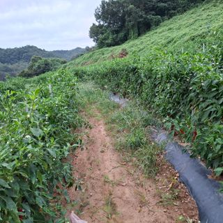 오영도님의 자유주제 · 자유게시판 작성글 사진