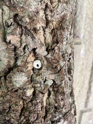 낙엽교목류17871님의 농사, 무엇이든 물어보세요! · 참여글 작성글 사진