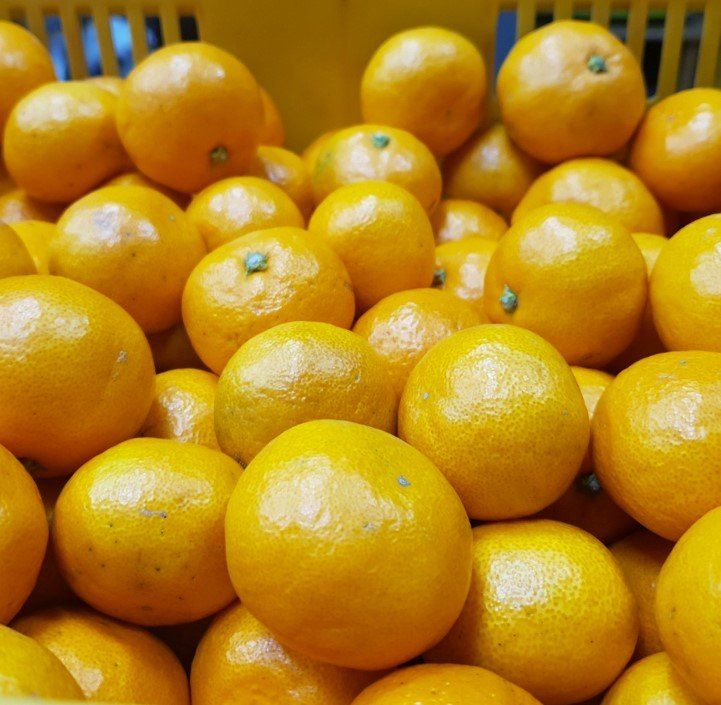 장터 상품 [제주직송 노지감귤] 썸네일