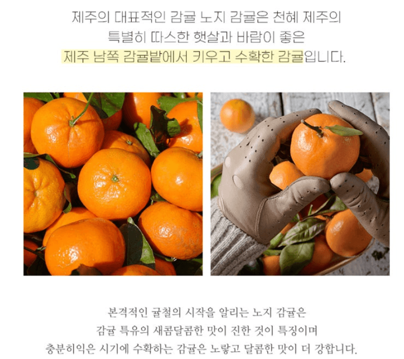스피드번님의 장터 판매 상품 [제주직송 노지감귤] 첨부 사진