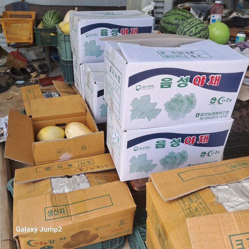 규수김님의 장터 판매 상품 [국수호박] 첨부 사진