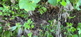 아홍팜님의 자유주제 · 자유게시판 작성글 사진