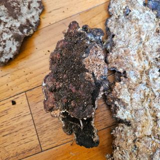 김정우님의 농사, 무엇이든 물어보세요! · 참여글 작성글 사진