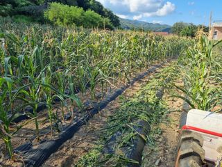 진여화 농원님의 자유주제 · 자유게시판 작성글 사진
