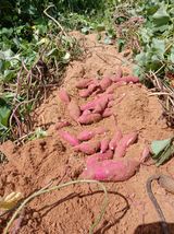 팜모닝 자유주제·자유게시판 게시글 이미지