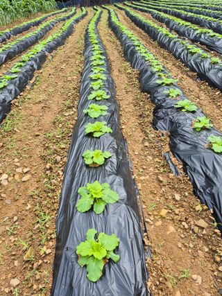 엘림농장님의 자유주제 · 칭찬해요 작성글 사진