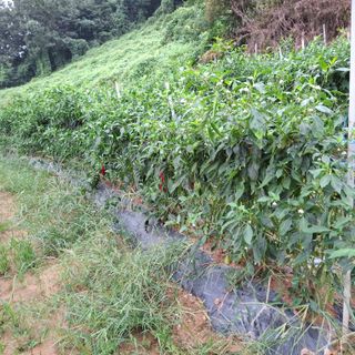 오영도님의 자유주제 · 자유게시판 작성글 사진