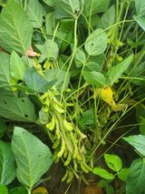 팜모닝 자유주제·자유게시판 게시글 이미지