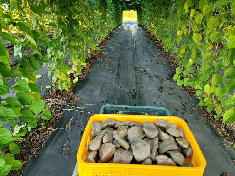 이용찬 열매마농원님의 장터 판매 상품 [수확한 햇열매마(하늘마) 3kg] 첨부 사진